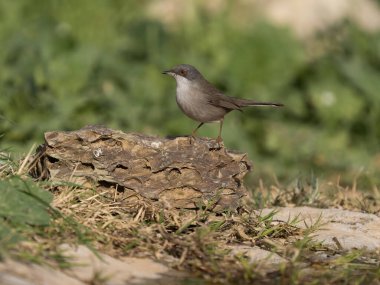 Sardunya ötleğeni, Curruca melanocephala, şubat 2026, İspanya 'da bekar kadın.