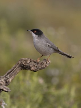 Sardunya ötleğeni, Curruca melanocephala, şubat 2026, İspanya 'da bekar erkek.