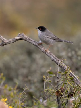 Sardunya ötleğeni, Curruca melanocephala, şubat 2026, İspanya 'da bekar erkek.