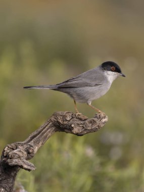 Sardunya ötleğeni, Curruca melanocephala, şubat 2026, İspanya 'da bekar erkek.