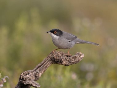 Sardunya ötleğeni, Curruca melanocephala, şubat 2026, İspanya 'da bekar erkek.