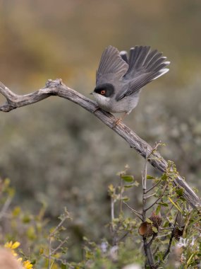 Sardunya ötleğeni, Curruca melanocephala, şubat 2026, İspanya 'da bekar erkek.