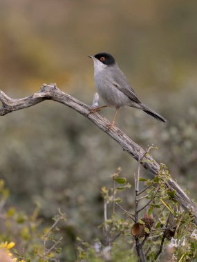 Sardunya ötleğeni, Curruca melanocephala, şubat 2026, İspanya 'da bekar erkek.