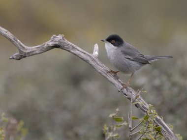 Sardunya ötleğeni, Curruca melanocephala, şubat 2026, İspanya 'da bekar erkek.