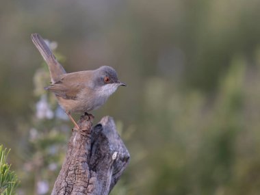 Sardunya ötleğeni, Curruca melanocephala, şubat 2026, İspanya 'da bekar kadın.