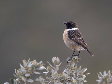 İber taşı, Saxicola rubicola, şubatta bekar erkek, Şubat 2026