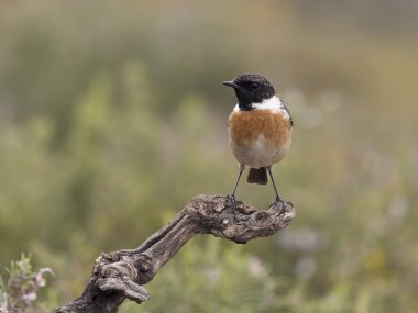 İber taşı, Saxicola rubicola, şubatta bekar erkek, Şubat 2026