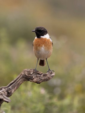 İber taşı, Saxicola rubicola, şubatta bekar erkek, Şubat 2026