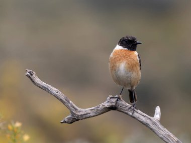 İber taşı, Saxicola rubicola, şubatta bekar erkek, Şubat 2026