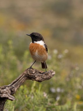 İber taşı, Saxicola rubicola, şubatta bekar erkek, Şubat 2026