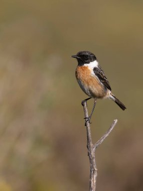 İber taşı, Saxicola rubicola, şubatta bekar erkek, Şubat 2026