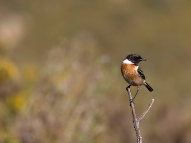İber taşı, Saxicola rubicola, şubatta bekar erkek, Şubat 2026