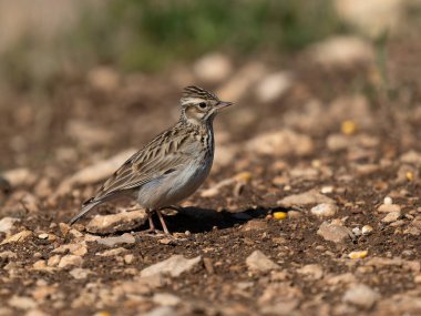 Woodlark, Lullula arborea, yeryüzündeki tek kuş, İspanya, Şubat 2026
