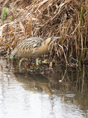 Bittern, Botaurus yıldızları, sazlıklarda tek kuş, Londra, Ocak 2026