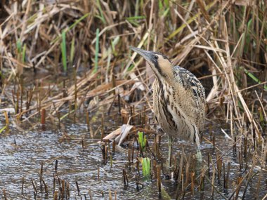 Bittern, Botaurus yıldızları, sazlıklarda tek kuş, Londra, Ocak 2026