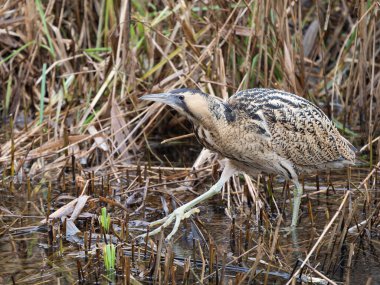 Bittern, Botaurus yıldızları, sazlıklarda tek kuş, Londra, Ocak 2026