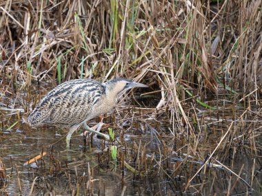 Bittern, Botaurus yıldızları, sazlıklarda tek kuş, Londra, Ocak 2026