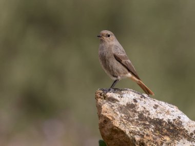 Siyah kızılay, Phoenicurus ochruros, İspanya 'da yaşayan bekar kadın, Şubat 2026