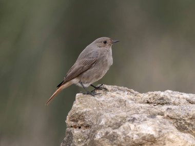 Siyah kızılay, Phoenicurus ochruros, İspanya 'da yaşayan bekar kadın, Şubat 2026