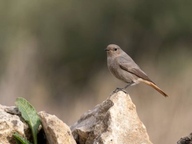 Siyah kızılay, Phoenicurus ochruros, İspanya 'da yaşayan bekar kadın, Şubat 2026