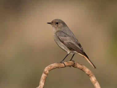 Siyah kızılay, Phoenicurus ochruros, şubat 2026, İspanya 'da bekar bir kadın.