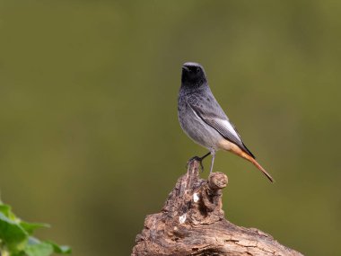 Siyah kızılay, Phoenicurus ochruros, şubat 2026, İspanya 'da bekar erkek.