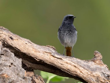 Siyah kızılay, Phoenicurus ochruros, şubat 2026, İspanya 'da bekar erkek.