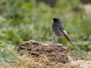 Siyah kızılay, Phoenicurus ochruros, şubat 2026, İspanya 'da bekar erkek.