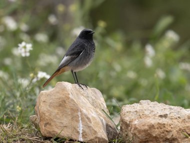 Siyah kızılay, Phoenicurus ochruros, İspanya 'da yaşayan bekar erkek, Şubat 2026