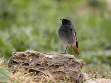 Siyah kızılay, Phoenicurus ochruros, şubat 2026, İspanya 'da bekar erkek.