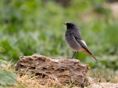 Siyah kızılay, Phoenicurus ochruros, şubat 2026, İspanya 'da bekar erkek.