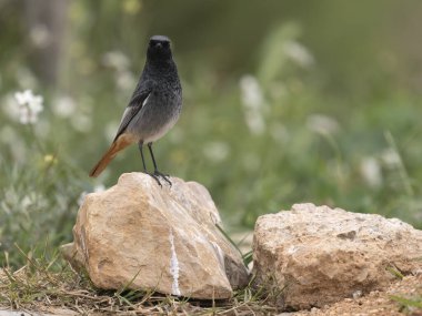 Siyah kızılay, Phoenicurus ochruros, İspanya 'da yaşayan bekar erkek, Şubat 2026