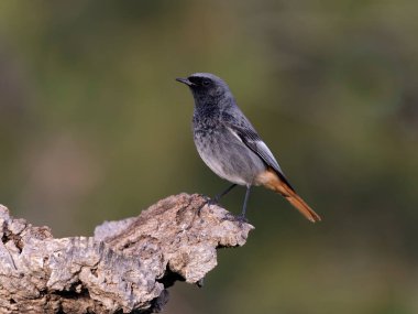 Siyah kızılay, Phoenicurus ochruros, şubat 2026, İspanya 'da bekar erkek.