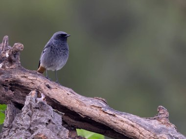 Siyah kızılay, Phoenicurus ochruros, şubat 2026, İspanya 'da bekar erkek.