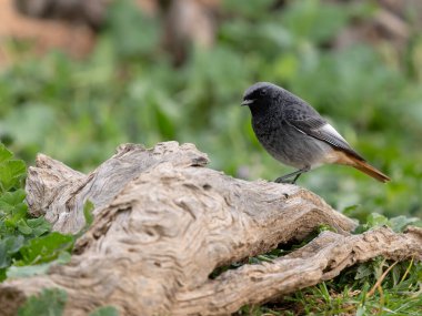 Siyah kızılay, Phoenicurus ochruros, şubat 2026, İspanya 'da bekar erkek.
