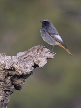 Siyah kızılay, Phoenicurus ochruros, şubat 2026, İspanya 'da bekar erkek.