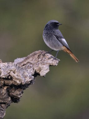 Siyah kızılay, Phoenicurus ochruros, şubat 2026, İspanya 'da bekar erkek.