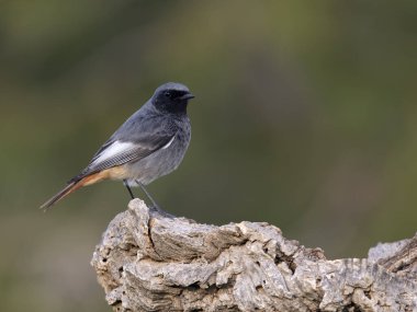 Siyah kızılay, Phoenicurus ochruros, şubat 2026, İspanya 'da bekar erkek.