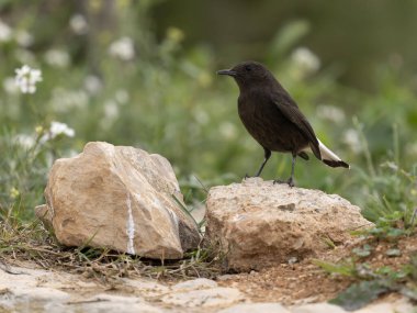 Siyah kuyruklu yıldız, Oenanthe lucura, İspanya, Şubat 2026