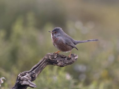 Dartford bülbülü, Sylvia undata, şubatta tek kuş, İspanya, Şubat 2026