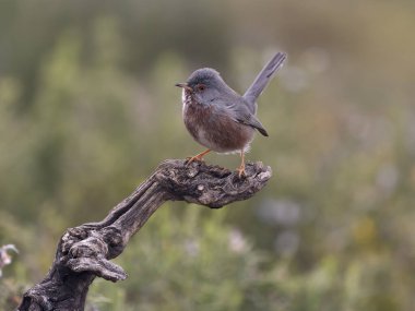 Dartford bülbülü, Sylvia undata, şubatta tek kuş, İspanya, Şubat 2026