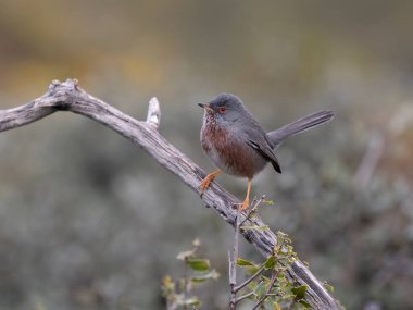 Dartford bülbülü, Sylvia undata, şubatta tek kuş, İspanya, Şubat 2026