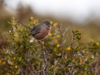 Dartford bülbülü, Sylvia undata, şubatta tek kuş, İspanya, Şubat 2026