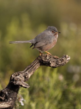 Dartford bülbülü, Sylvia undata, şubatta tek kuş, İspanya, Şubat 2026