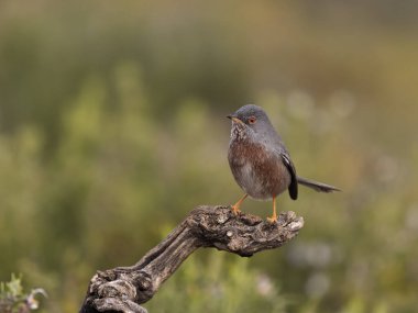 Dartford bülbülü, Sylvia undata, şubatta tek kuş, İspanya, Şubat 2026