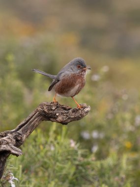 Dartford bülbülü, Sylvia undata, şubatta tek kuş, İspanya, Şubat 2026