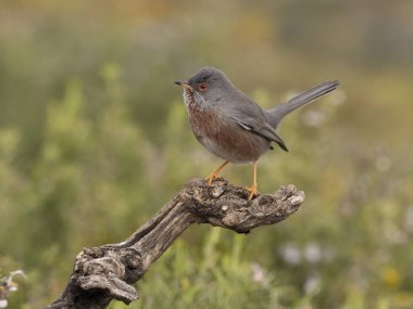 Dartford bülbülü, Sylvia undata, şubatta tek kuş, İspanya, Şubat 2026