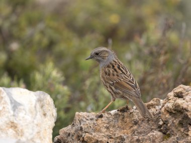 Dunnock ya da Hedge Sparrow, Prunella modularis, İspanya 'da kayadaki tek kuş, Şubat 2026