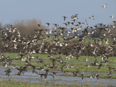 Avrasya Wigeon 'u, Anas Penelope, Gloucestershire, Aralık 2025