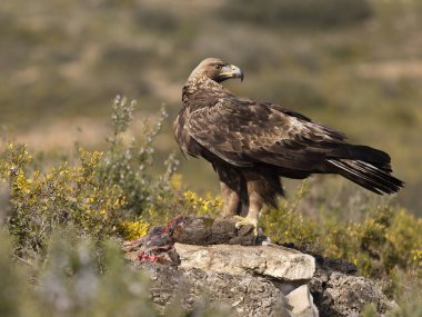 Altın Kartal, Aquila Chrysaetos, Kayadaki tek kuş, Şubat 2026